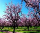 Цветущих миндальных деревьев в Весна